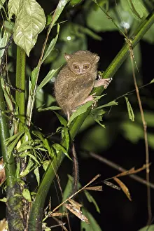 Tarsius: Asie, indonesie, Sulawesi, Sulawesi