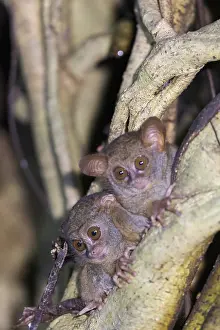 Tarsius: Asie, indonesie, Sulawesi, Sulawesi