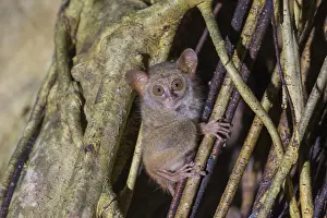 Tarsius: Asie, indonesie, Sulawesi, Sulawesi
