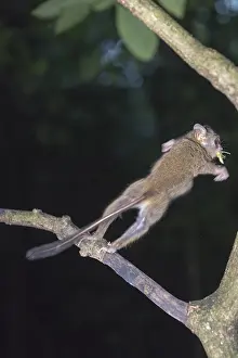 Tarsius: Asie, indonesie, Sulawesi, Sulawesi