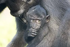 Nigra: Asie, indonesie, Sulawesi, Sulawesi