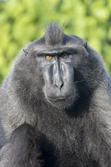 Nigra: Asie, indonesie, Sulawesi, Sulawesi