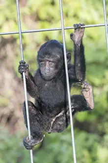 Nigra: Asie, indonesie, Sulawesi, Sulawesi