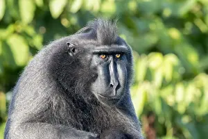 Nigra: Asie, indonesie, Sulawesi, Sulawesi