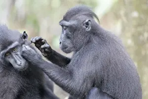Nigra: Asie, indonesie, Sulawesi, Sulawesi