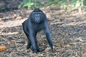 Nigra: Asie, indonesie, Sulawesi, Sulawesi