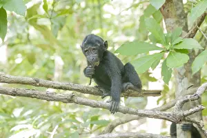 Nigra: Asie, indonesie, Sulawesi, Sulawesi