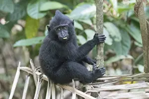 Nigra: Asie, indonesie, Sulawesi, Sulawesi