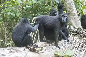 Nigra: Asie, indonesie, Sulawesi, Sulawesi