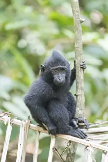 Nigra: Asie, indonesie, Sulawesi, Sulawesi