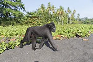Nigra: Asie, indonesie, Sulawesi, Sulawesi