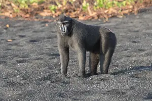 Nigra: Asie, indonesie, Sulawesi, Sulawesi