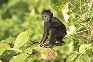 Nigra: Asie, indonesie, Sulawesi, Sulawesi