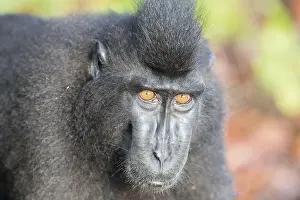 Nigra: Asie, indonesie, Sulawesi, Sulawesi