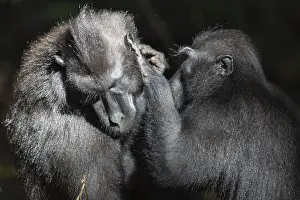 Nigra: Asie, indonesie, Sulawesi, Sulawesi