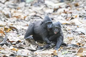 Nigra: Asie, indonesie, Sulawesi, Sulawesi