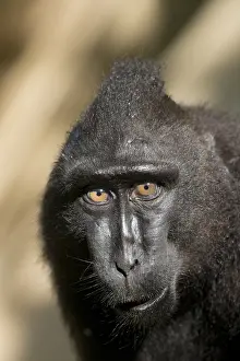 Macaque: Asie, indonesie, Sulawesi, Sulawesi