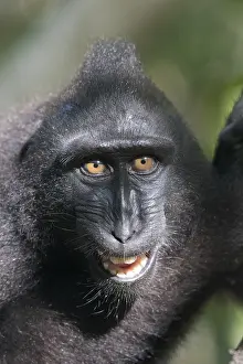 Macaque: Asie, indonesie, Sulawesi, Sulawesi