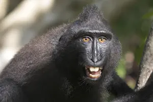 Macaque: Asie, indonesie, Sulawesi, Sulawesi