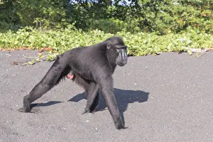 Macaque: Asie, indonesie, Sulawesi, Sulawesi