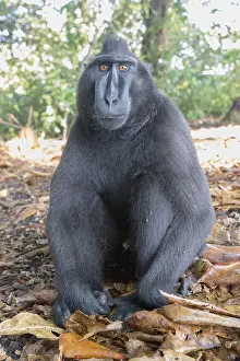 Macaque: Asie, indonesie, Sulawesi, Sulawesi