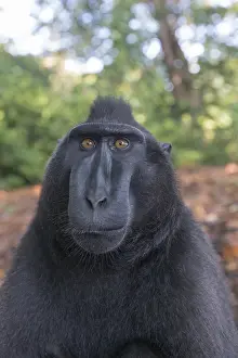 Macaque: Asie, indonesie, Sulawesi, Sulawesi