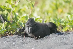 Macaque: Asie, indonesie, Sulawesi, Sulawesi