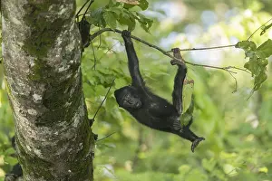 Macaque: Asie, indonesie, Sulawesi, Sulawesi