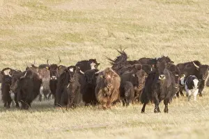 Parc Natiional: YAK