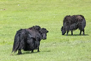 Steppe: YAK