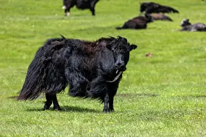 Steppe: YAK