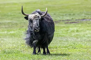 Steppe: YAK