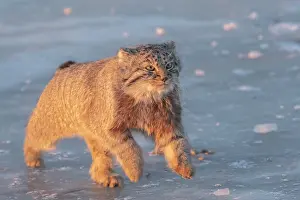 Quasi: Asie, Mongolie, Est de la Mongolie, Steppe, Chat