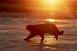 Coucher: Asie, Mongolie, Est de la Mongolie, Steppe, Chat