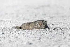 Quasi: Asie, Mongolie, Est de la Mongolie, Steppe, Chat