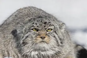 Quasi: Asie, Mongolie, Est de la Mongolie, Steppe, Chat