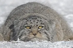 Quasi: Asie, Mongolie, Est de la Mongolie, Steppe, Chat