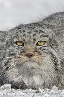 Quasi: Asie, Mongolie, Est de la Mongolie, Steppe, Chat