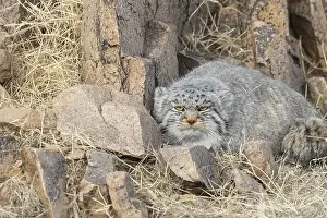 Quasi: Asie, Mongolie, Est de la Mongolie, Steppe, Chat