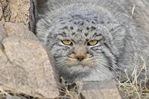Quasi: Asie, Mongolie, Est de la Mongolie, Steppe, Chat