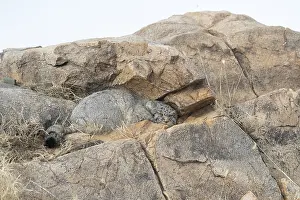 Quasi: Asie, Mongolie, Est de la Mongolie, Steppe, Chat