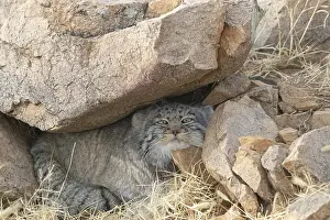 Quasi: Asie, Mongolie, Est de la Mongolie, Steppe, Chat