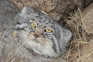 Quasi: Asie, Mongolie, Est de la Mongolie, Steppe, Chat