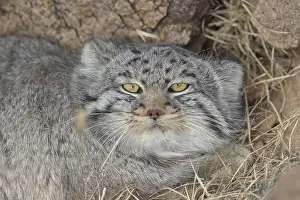 Quasi: Asie, Mongolie, Est de la Mongolie, Steppe, Chat