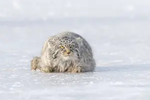Quasi: Asie, Mongolie, Est de la Mongolie, Steppe, Chat