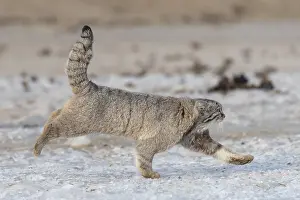 Quasi: Asie, Mongolie, Est de la Mongolie, Steppe, Chat