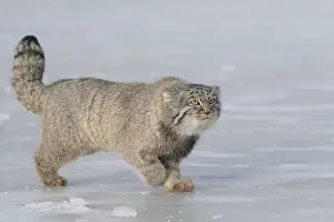 Quasi: Asie, Mongolie, Est de la Mongolie, Steppe, Chat