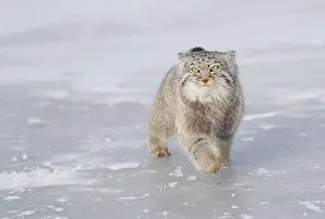 Quasi: Asie, Mongolie, Est de la Mongolie, Steppe, Chat