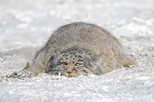 Quasi: Asie, Mongolie, Est de la Mongolie, Steppe, Chat