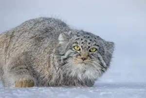 Quasi: Asie, Mongolie, Est de la Mongolie, Steppe, Chat